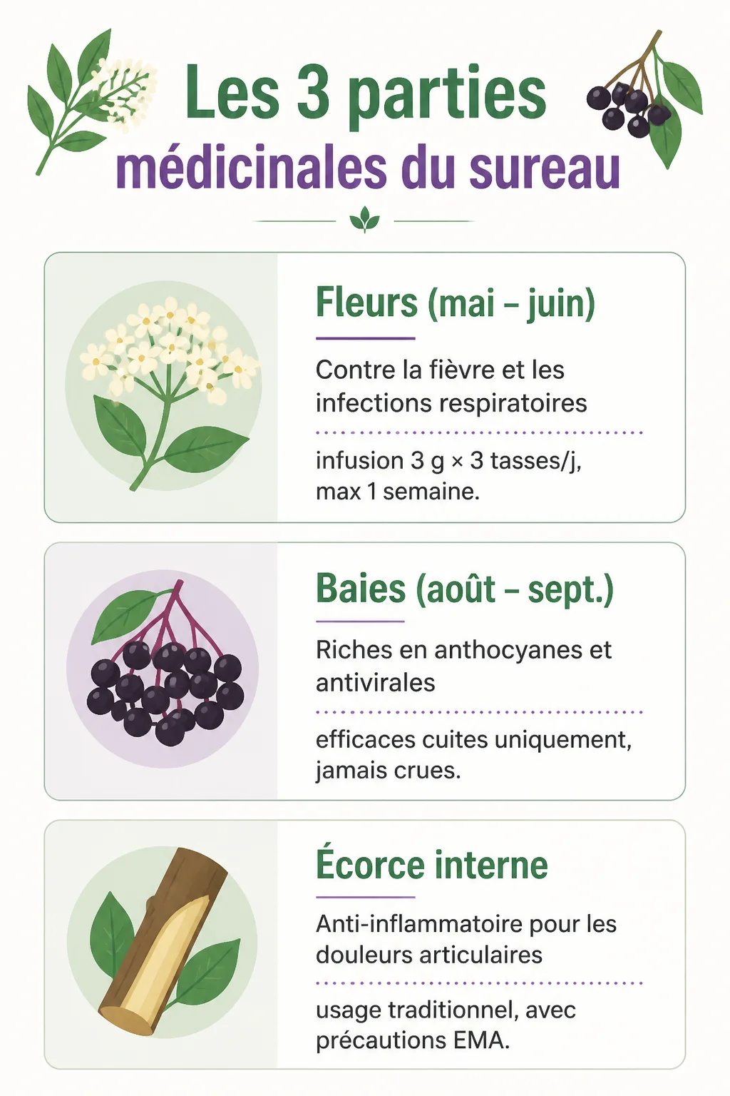 Les 3 parties médicinales du sureau : Fleurs (mai – juin), Baies (août – sept.), Écorce interne